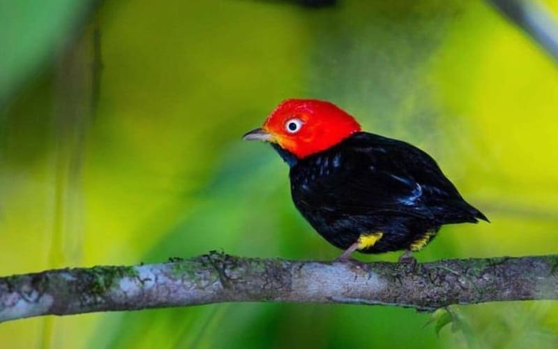 Bird Watching Tour - main image
