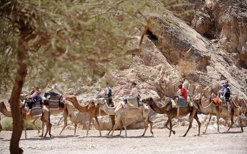 Half-day Camel Safari with Bedouin meal - main image