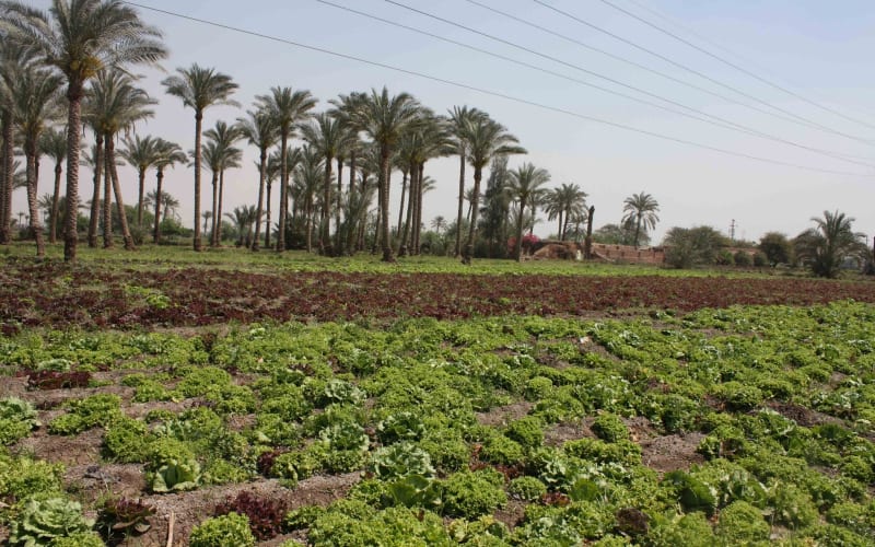 Half-Day Egypt Country Side Farm Tour with Pick Up - main image