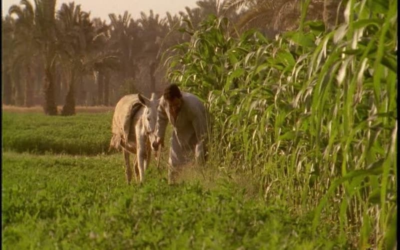 Half-Day Trip to Egyptian Green Farm from Cairo with Breakfast - main image
