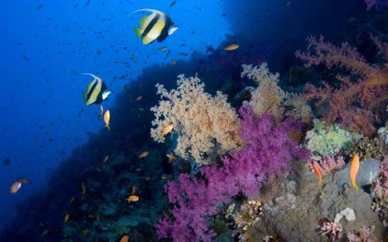 Introductory Dive in Eilat - main image