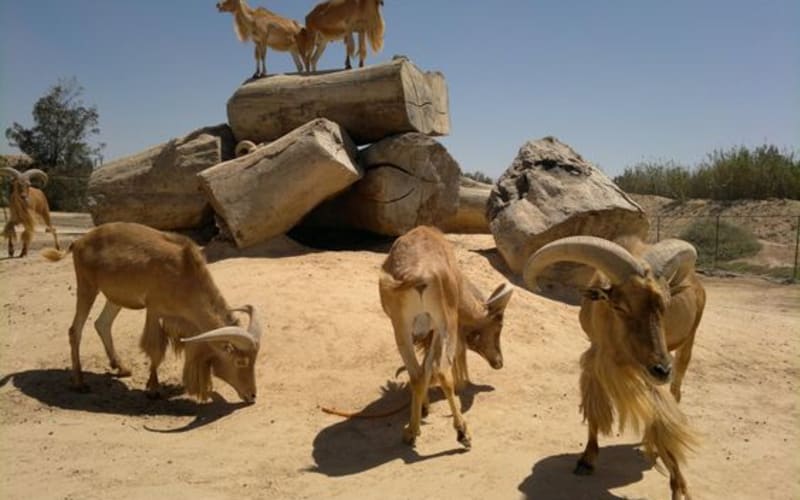 Private Tour To Africano Park Alexandria Safari From Cairo - main image