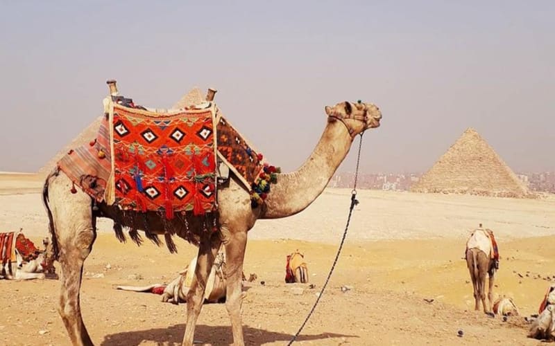 Guided Half-Day Trip to Giza Pyramids with Camel-Riding - main image