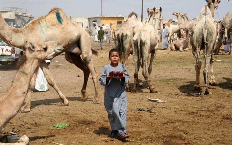 Unusual Tour To The Camel Market Of Birqash - main image
