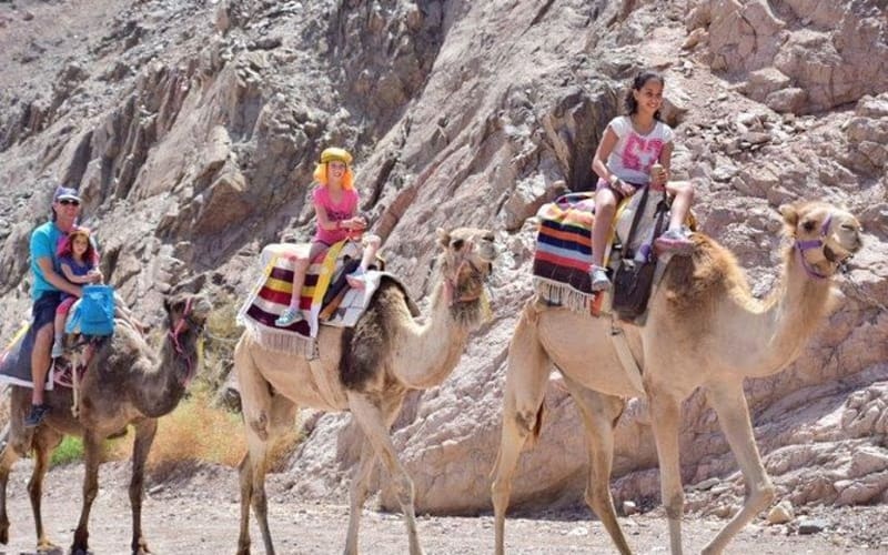 Camel Safari with Bedouin Meal in Eilat - main image
