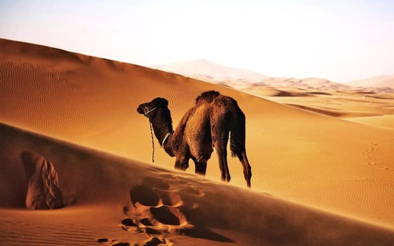 Best 6 days Cairo Luxor, Alexandria ,Egyptian Sahara - main image