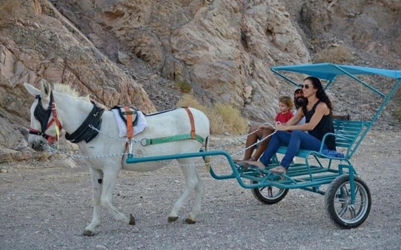 Donkey Cart trip in the Eilat Mountains - main image
