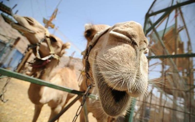 2-Hours Camel Safari sunset with Bedouin meal - main image
