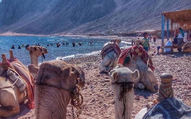 Snorkeling, Camel Ride Private Day Tour In Dahab From Sharm El Sheikh - main image