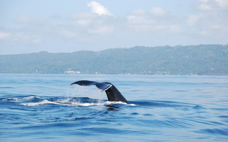 Whale Watching & Limón Waterfall Day Trip - main image