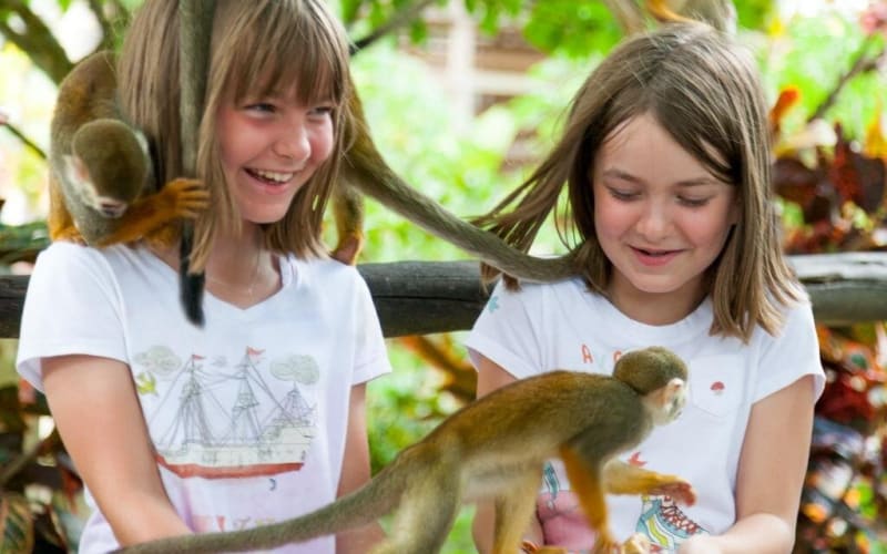 Punta Cana Monkeyland and Zipline Two Adventures in One Day - main image