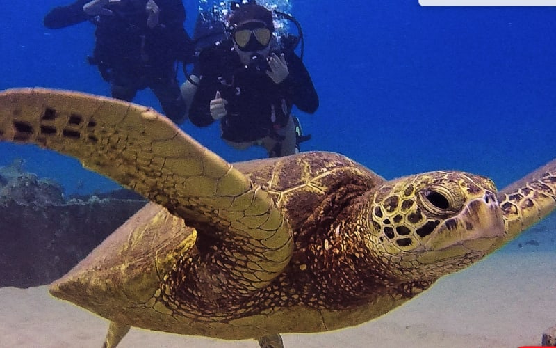 2 tank dive (Shallow Reefs) - main image