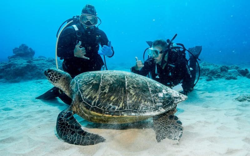 Moana Mana: Wreck & Reef Adventure - ADVANCED CERTIFIED ONLY - main image