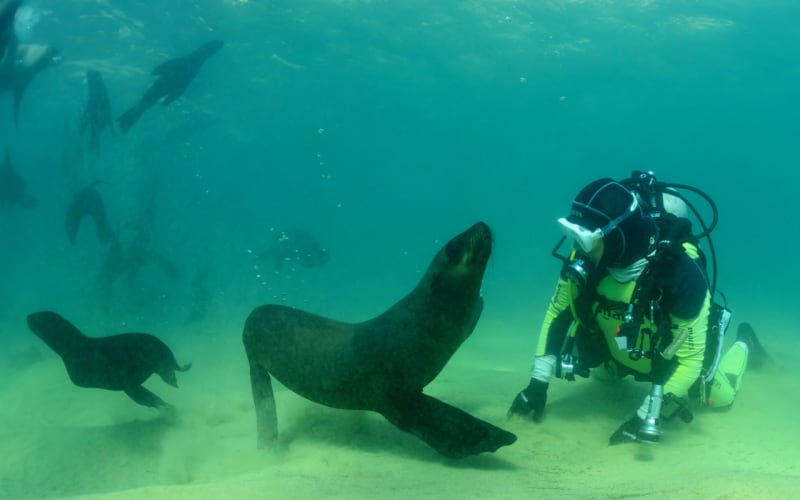 Seal Scuba Dive - main image