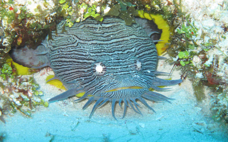 PADI Discover Scuba Diving - main image