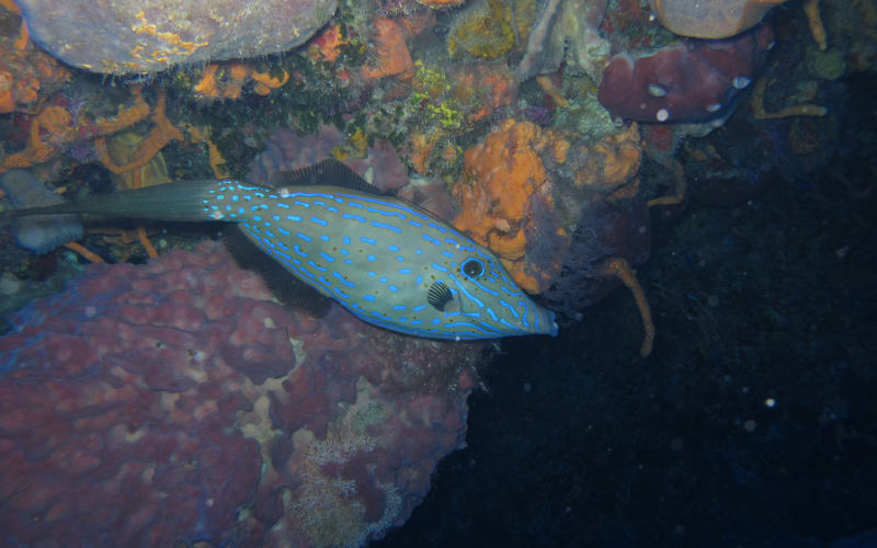PADI Open Water Diver - main image