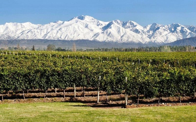 Mendoza, Tour de Vinos y Oliva - Dia completo - main image
