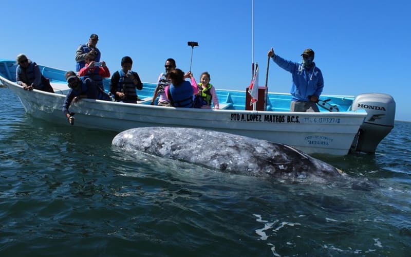 Gray Whale-Watching 2-Day Experience in Magdalena Bay - Cabo Trek - main image