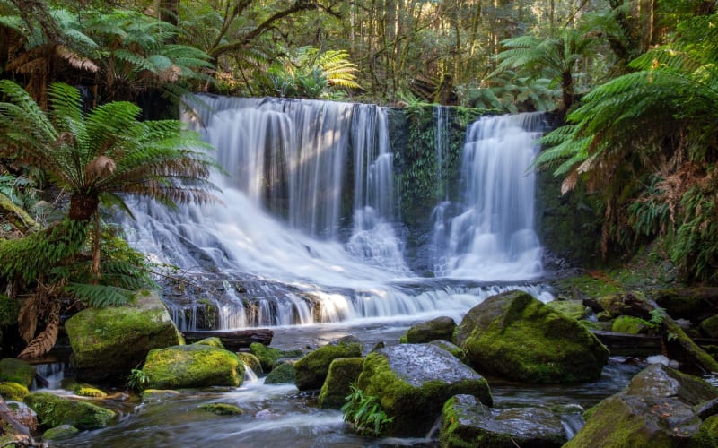 Mt Field National Park & Russell Falls Tour - main image
