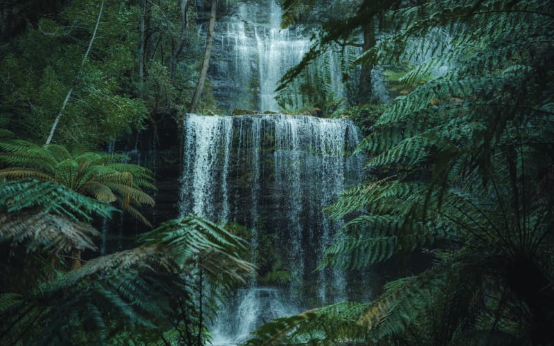 Mt. Field & Derwent River Adventure - main image