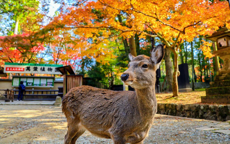 Morning Wonder World Heritage Nara Guided Tour - main image