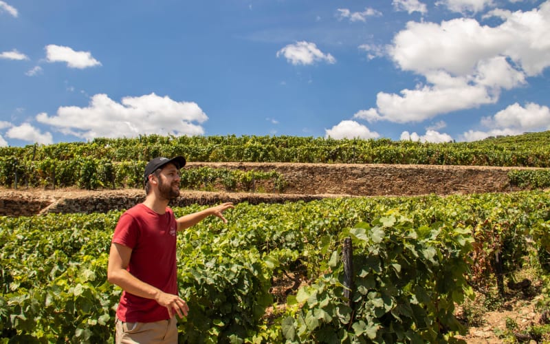 Douro Valley Wine Tour with Lunch, Tastings, and River Cruise - main image