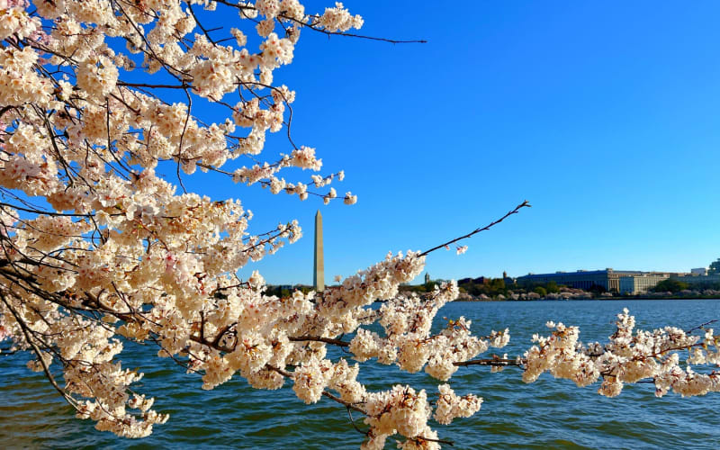 New York to Washington D.C. Cherry Blossom Tour - main image