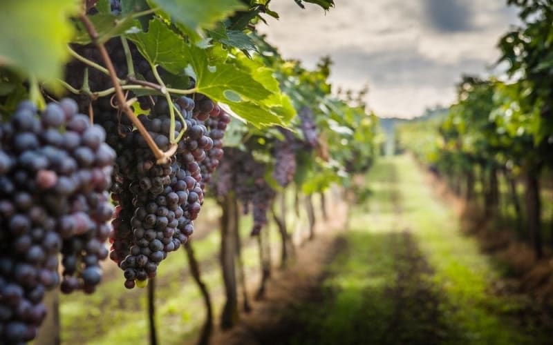 Private Chianti Wine Tasting Tour - main image