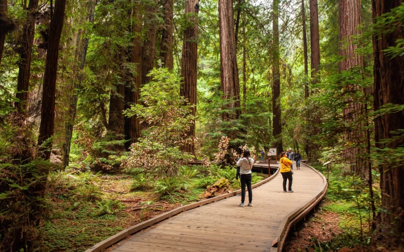 Muir Woods and Sausalito Tour with Bay Cruise - main image