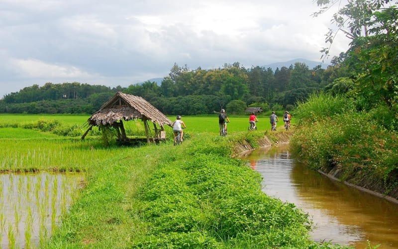 Chiang Mai Rice Fields Biking Tour - main image