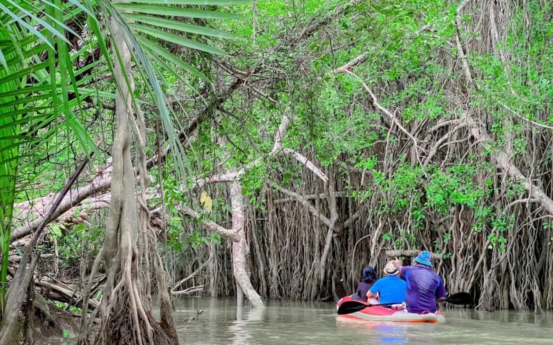 Takuapa Little Amazon Canoe Adventure - main image