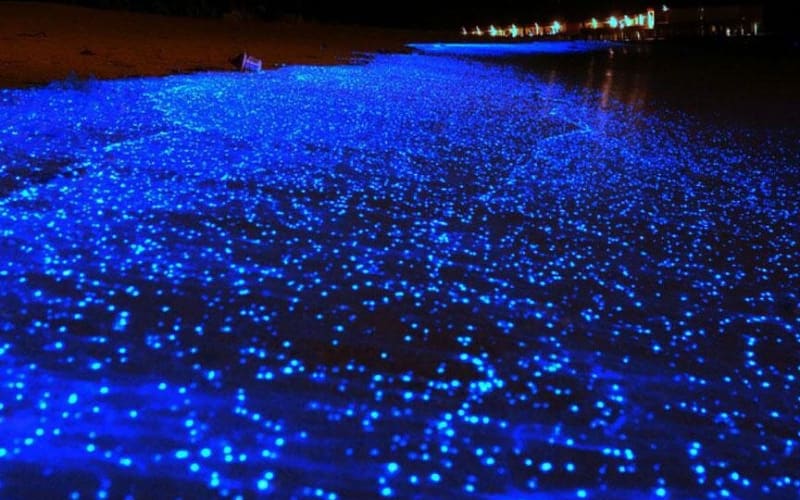 Bioluminescent Swimming Tour from Krabi - main image