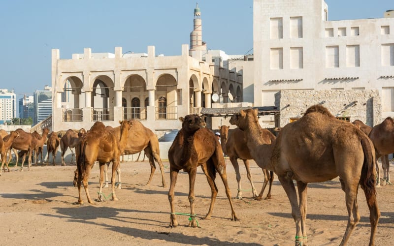Qatar Highlights 2-Day Cultural & Natural Wonders Tour - main image