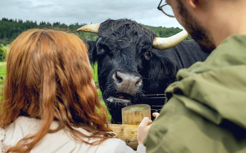 Highland Adventure: Edinburgh Day Trip - main image