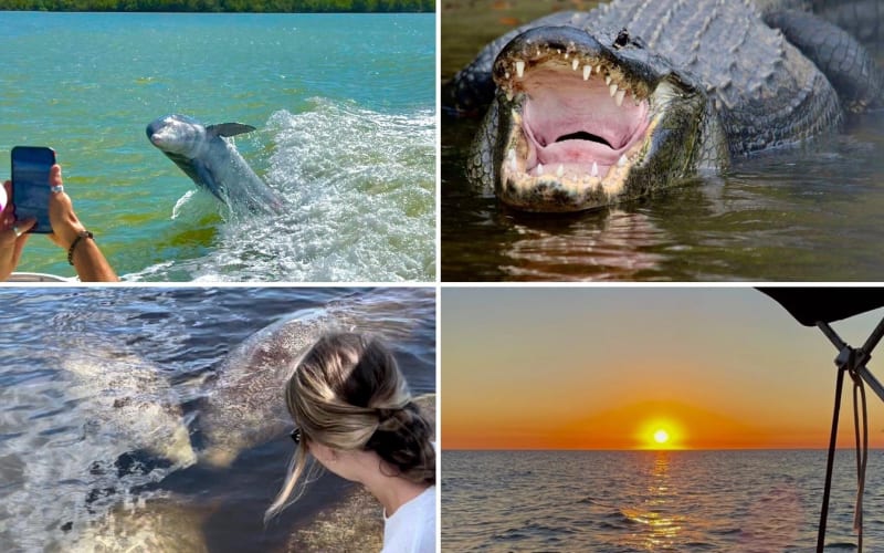Manatee, Dolphin & 10,000 Islands Sunset Cruise - main image