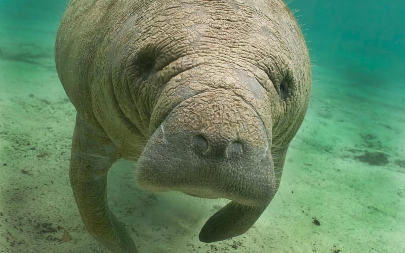 Manatee Sightseeing and Wildlife Boat Tour - main image