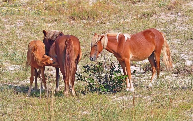 Outer Banks Wild Horse 4WD Adventure - main image
