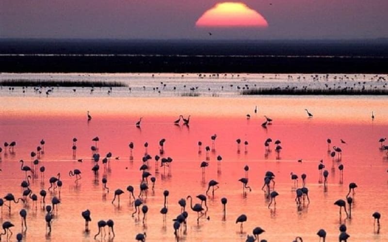 Doñana National Park 4x4 Adventure - main image