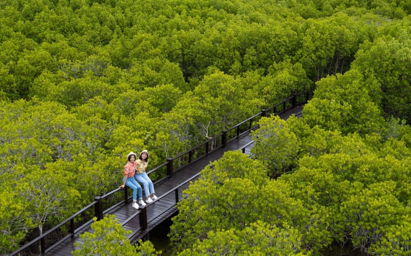 Pranburi Mangrove Swamp and River Cruise - main image