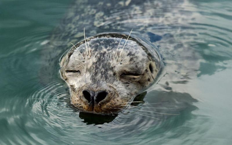 Vancouver City and Nature Boat Tour - main image