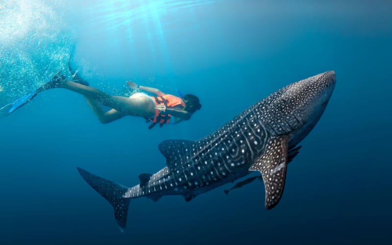 Cancun Whale Shark Snorkeling Adventure - main image