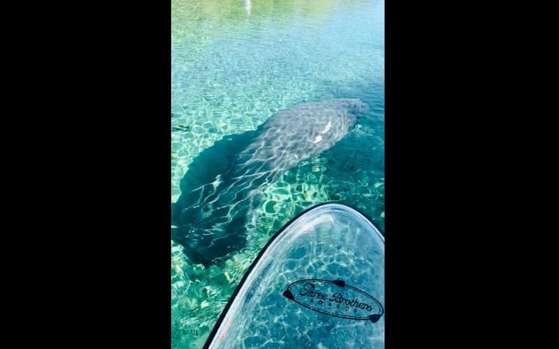 Manatees, Monkeys & Springs Adventure - main image