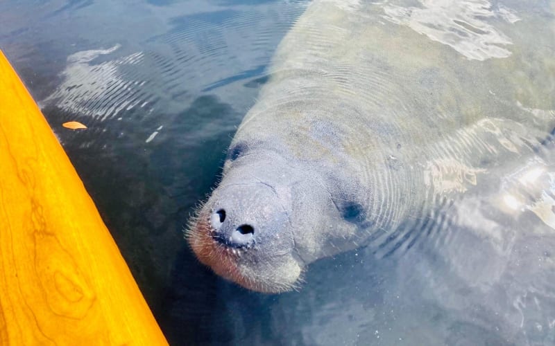 Orlando Manatee and Natural Spring Adventure - main image