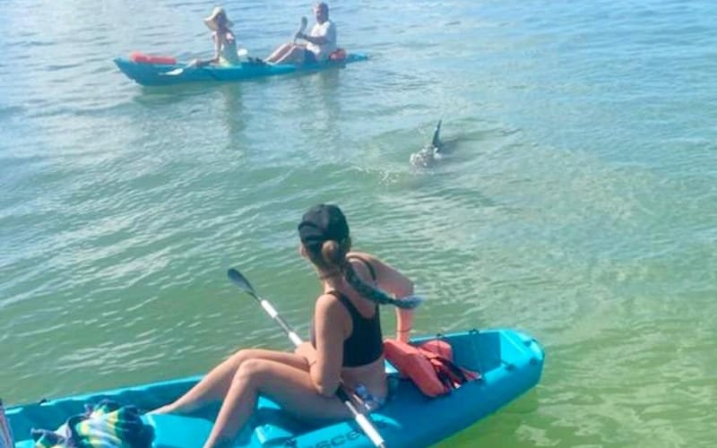 Dolphin and Manatee Kayak Tour - main image