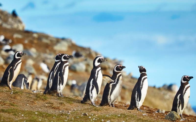 Magdalena Island Penguin Adventure - main image