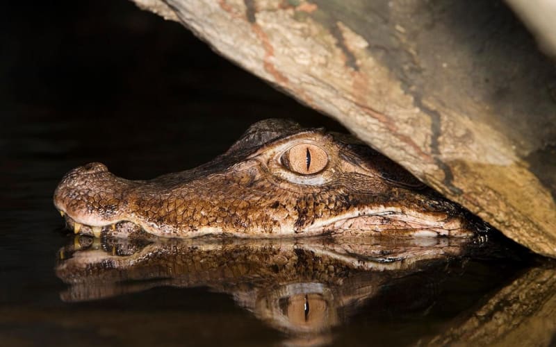 Amazon Night Caiman Spotting Tour - main image