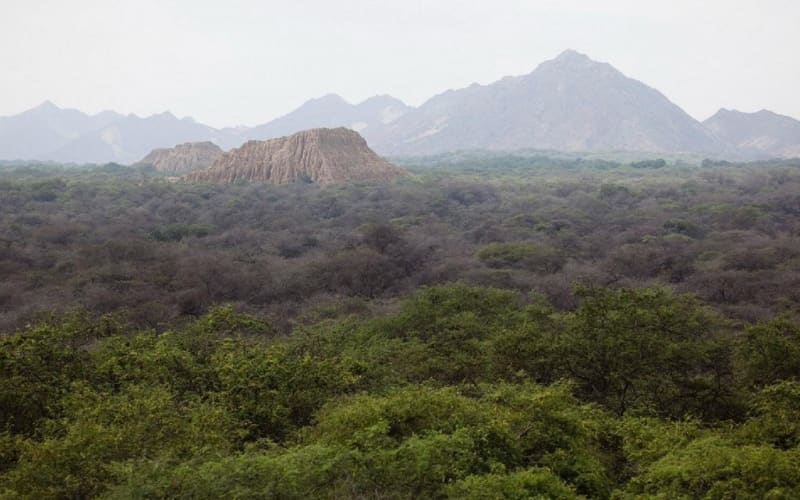Pomac Forest & Sican Museum Tour - main image