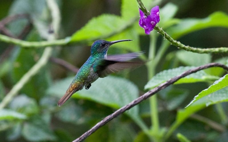 4-Day Manu Jungle Adventure from Cusco - main image