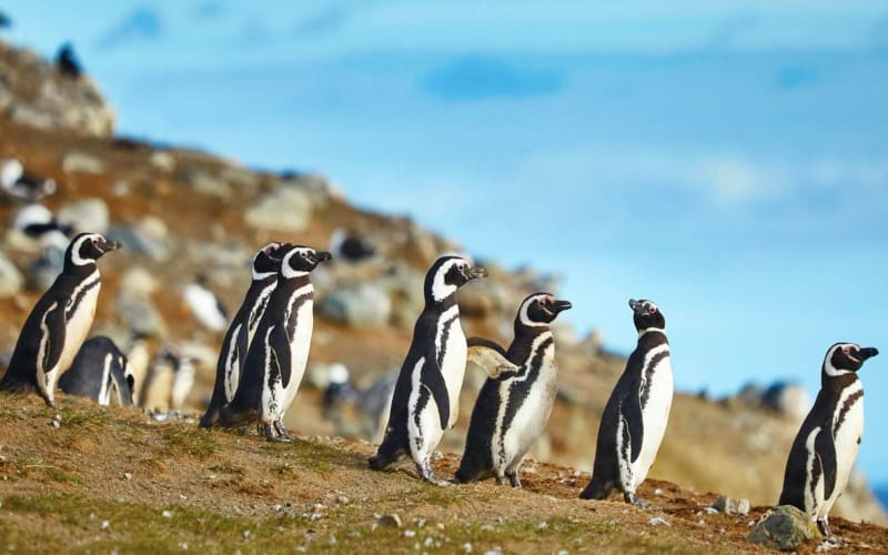13-Day Chilean Adventure Tour - main image