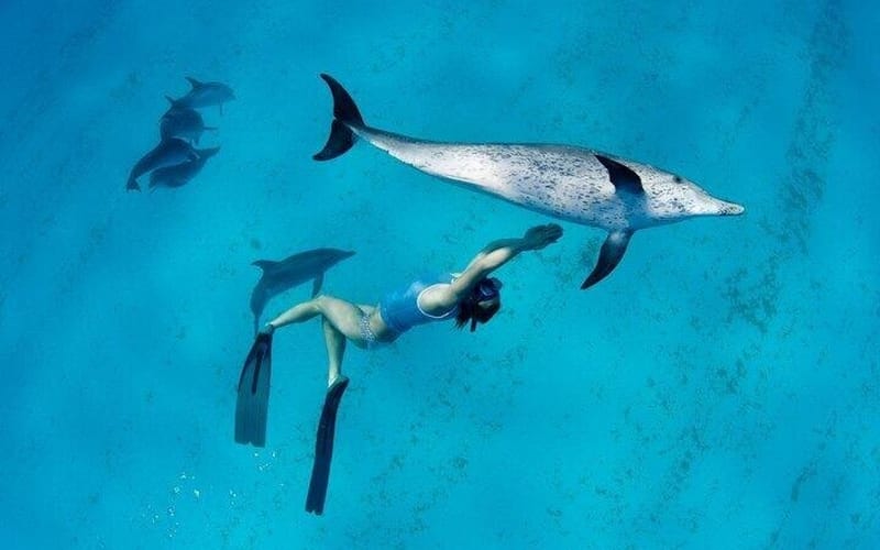 Dolphin House Semi-Private Speedboat Tour with Swimming - main image